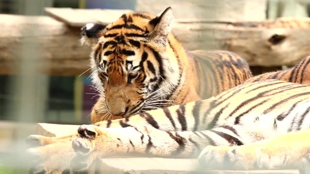 Best Vaporizers Under $200