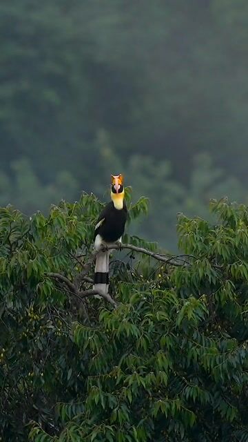 History of Cannabis Culture