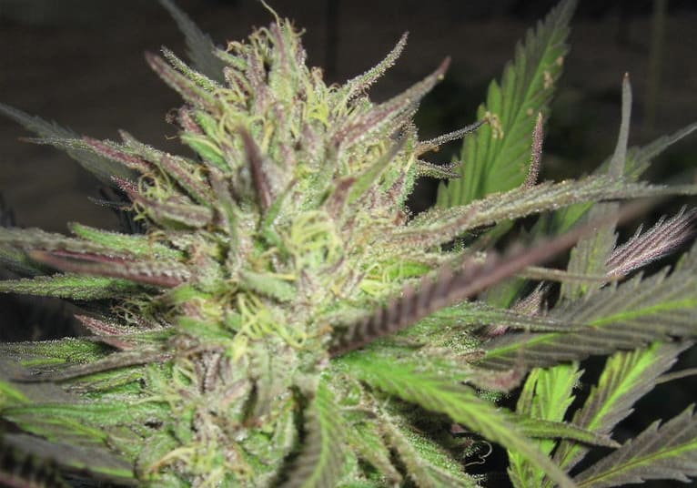 Blackberry Kush