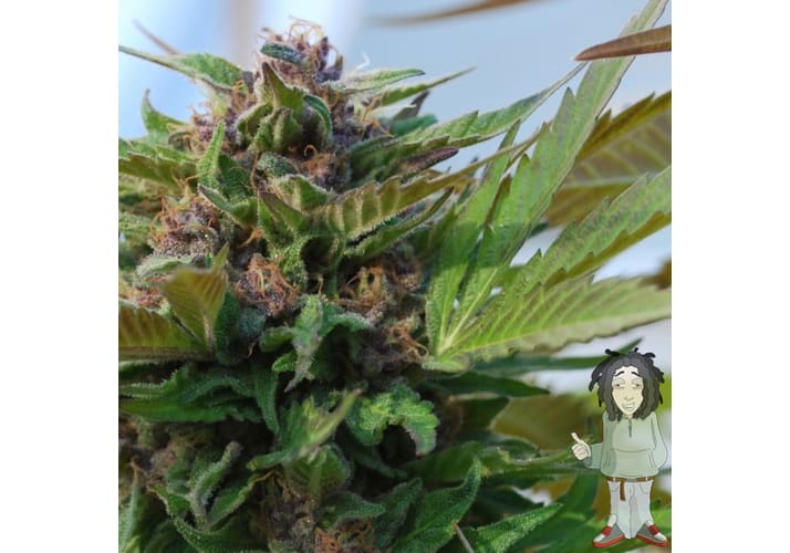 Sin City Kush