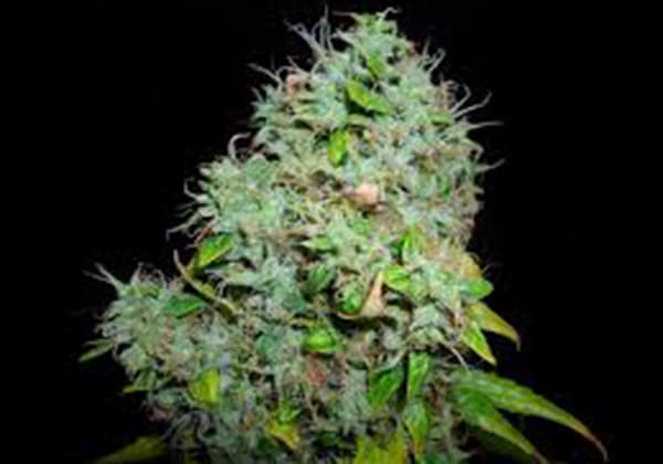Arjans Haze