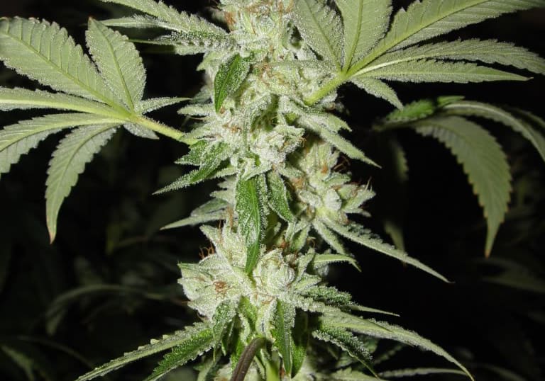 Master Bubba Kush