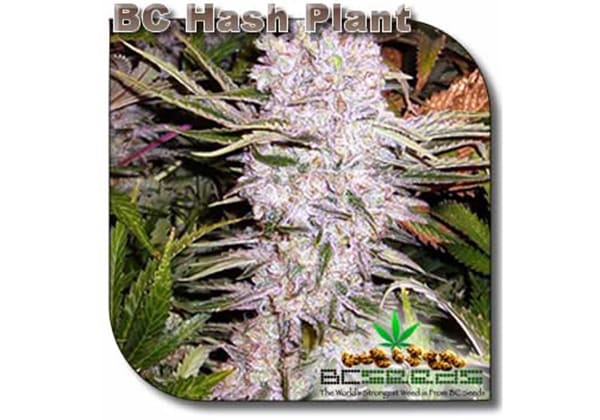 BC Hash Plant