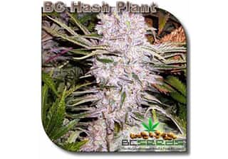 BC Hash Plant