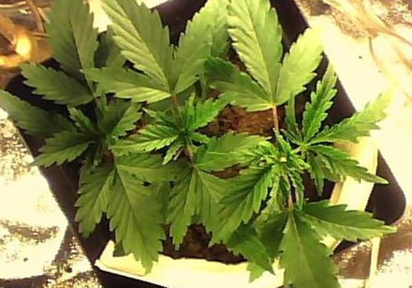 Mexican Sativa
