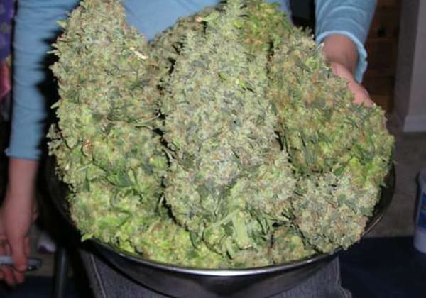 Big Bud
