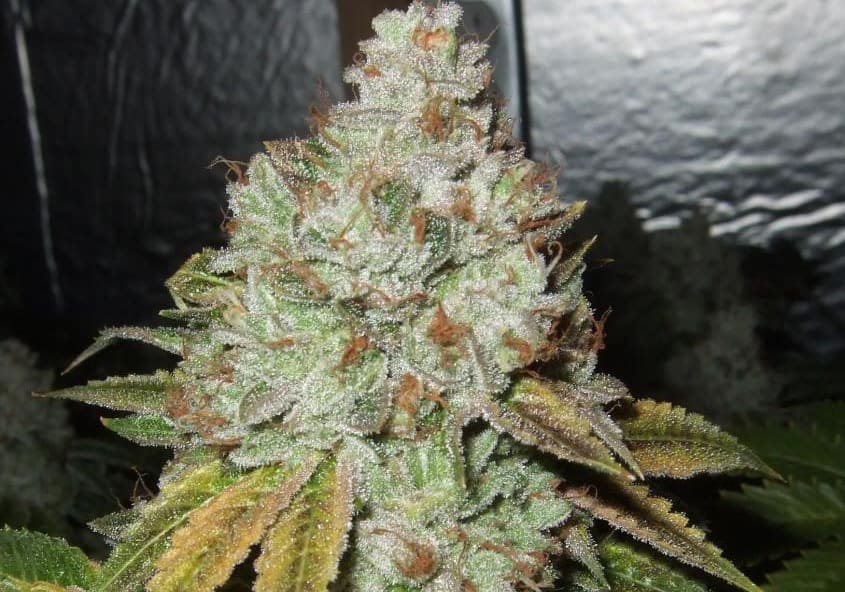 Larry OG Kush