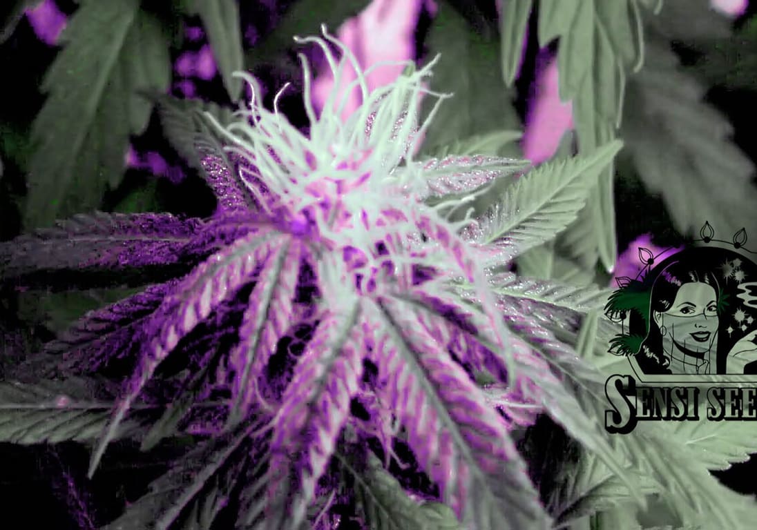 Purple Bud