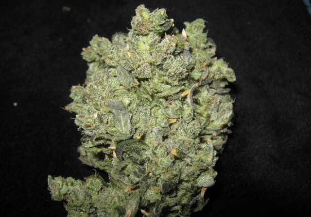 Chemdawg 91