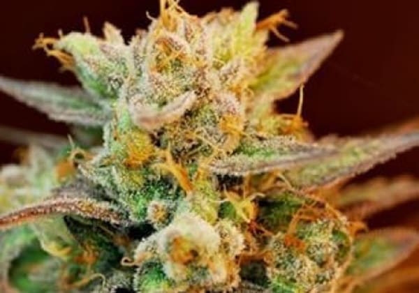Stephen Hawking Kush aka SHK