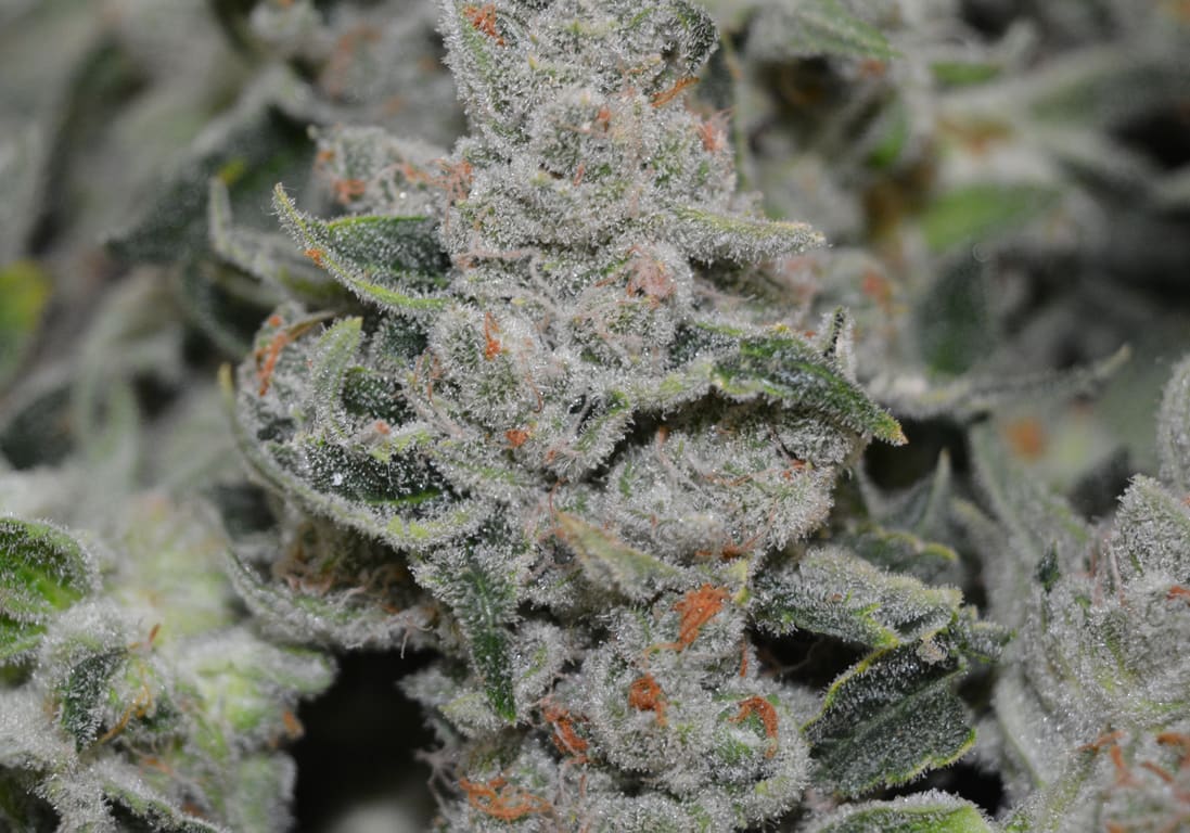 Lucky Charms