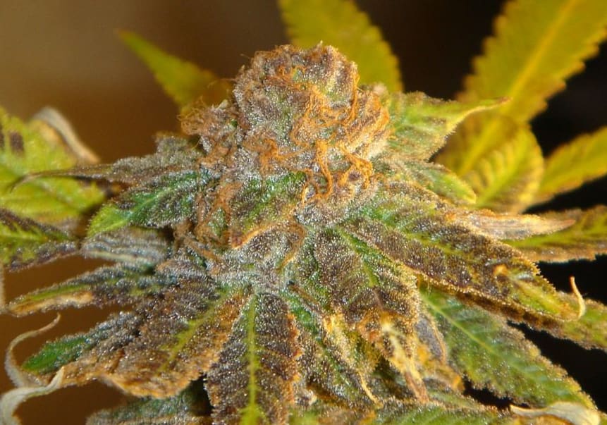 Chocolate Thai