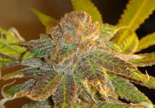 Chocolate Thai