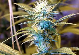 Ghost Train Haze #1