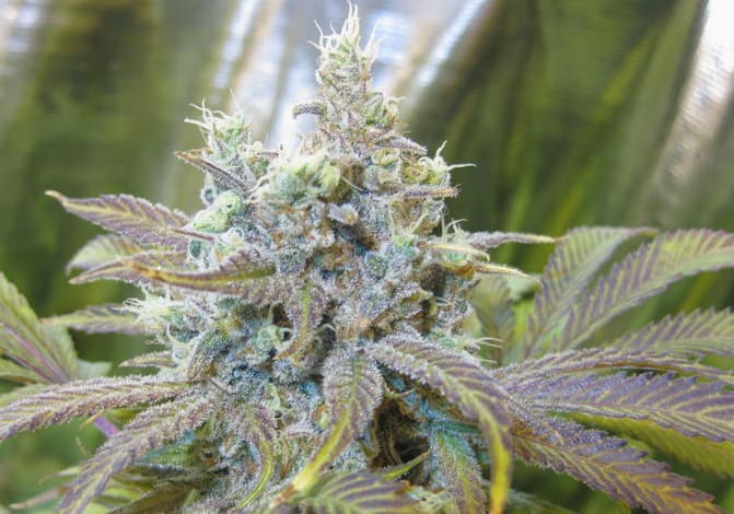Super Silver Haze