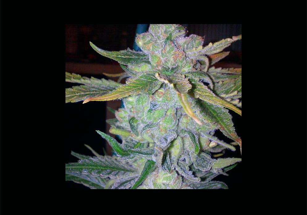 Blue Cheese