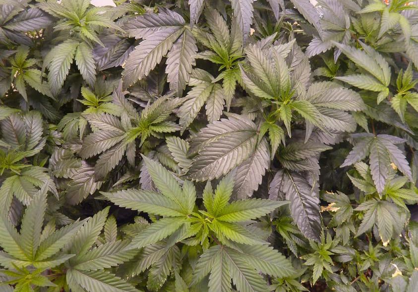 SoCal Master Kush