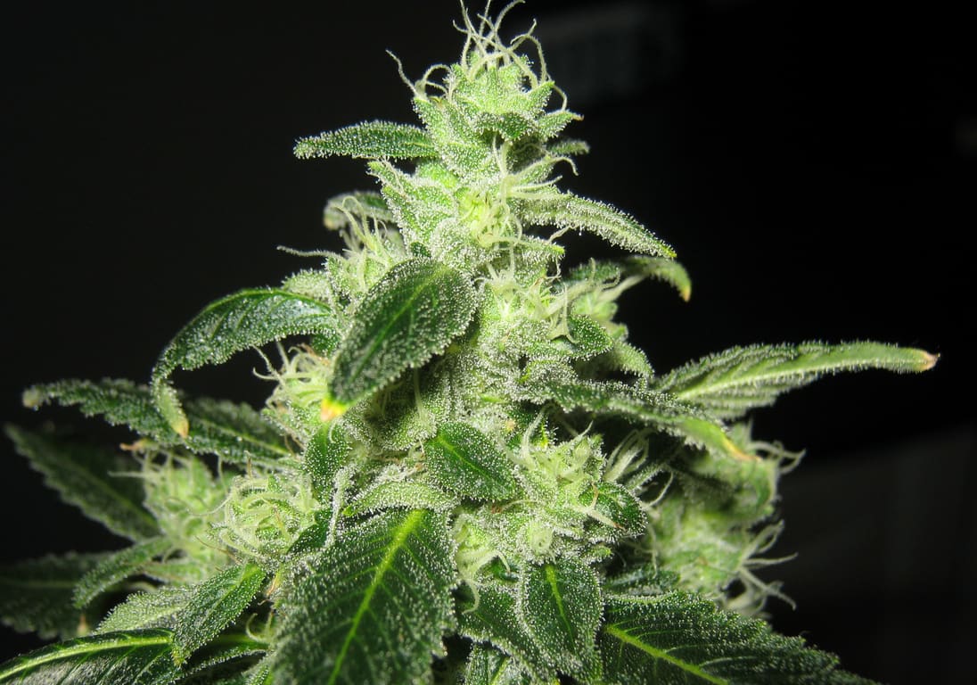 Chemdawg 91