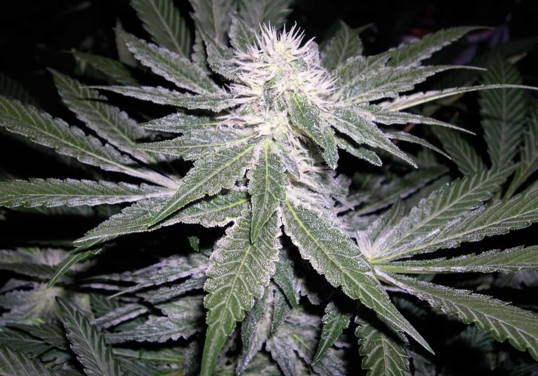 Sharksbreath