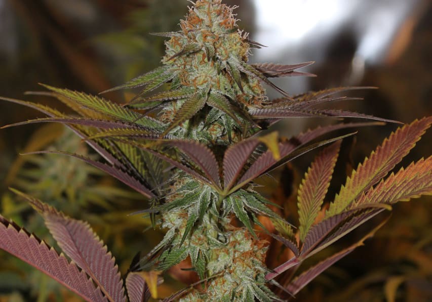 White Urkle