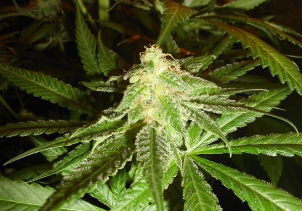Critical Kush