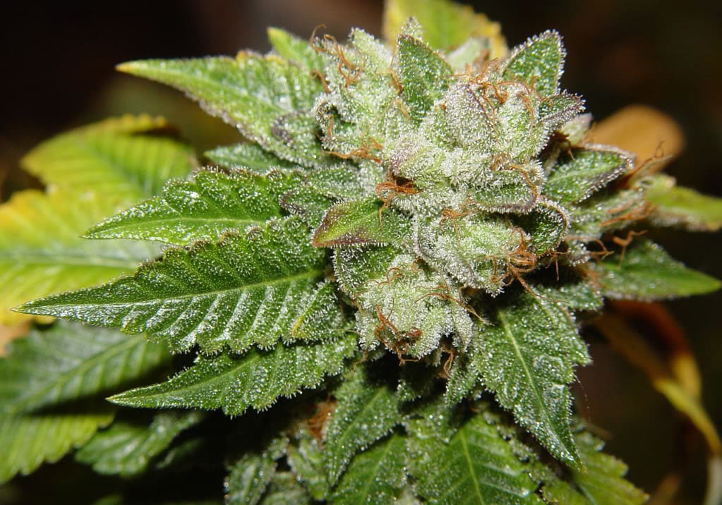 Master Bubba Kush