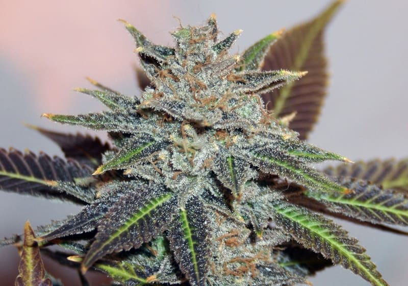 Night Nurse