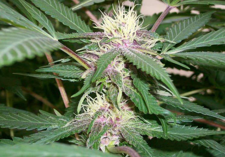 Black Cherry Soda