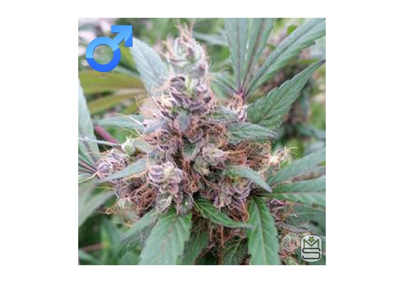 Purple Thai