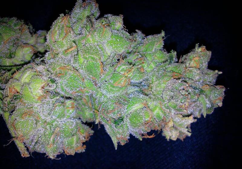 Blue Cheese