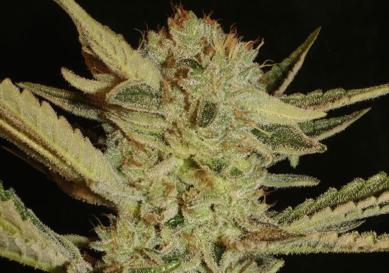 Bubble Gum - Serious Seeds