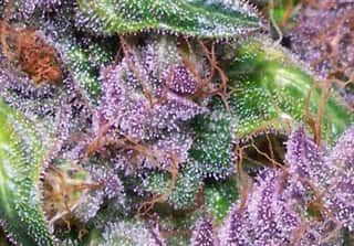 Blueberry Kush