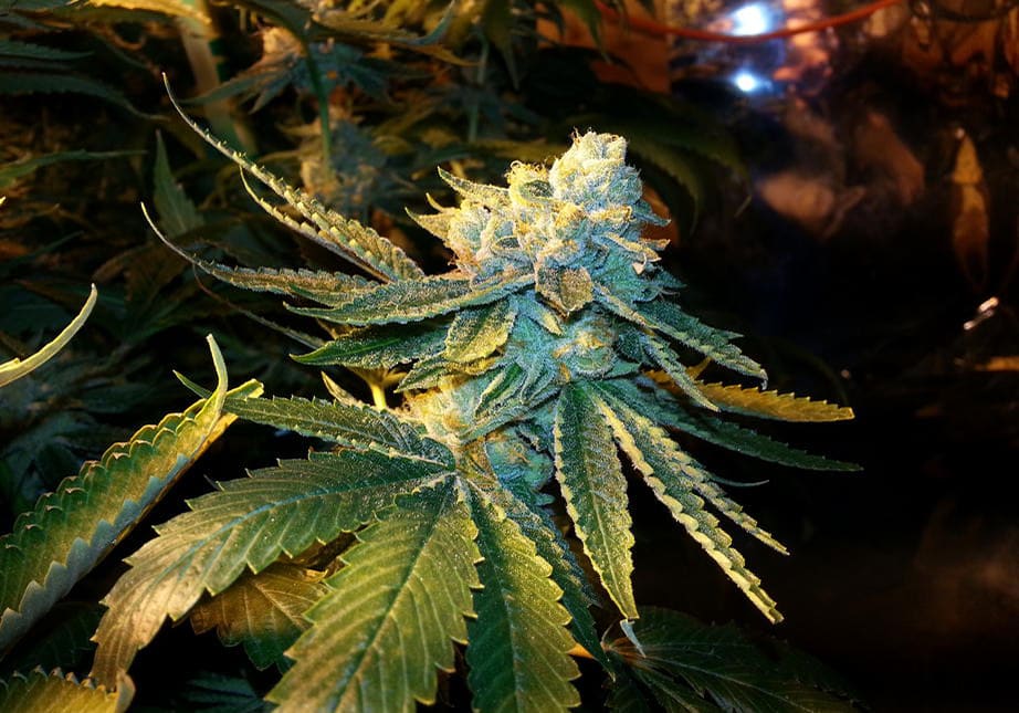OG Kush