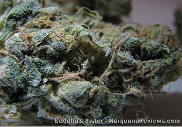 Buddha’s Sister