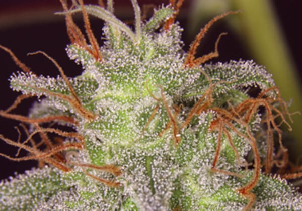 Amnesia Lemon