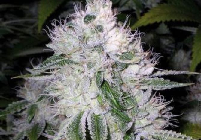 White Widow
