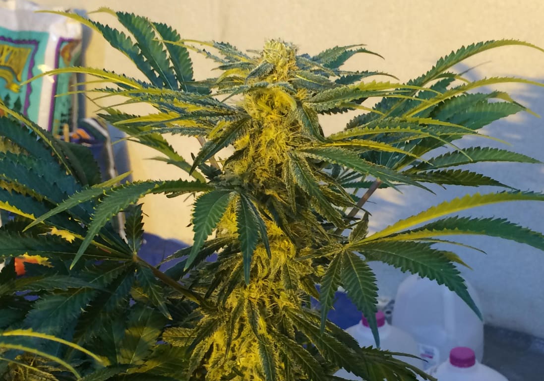 Northern Lights