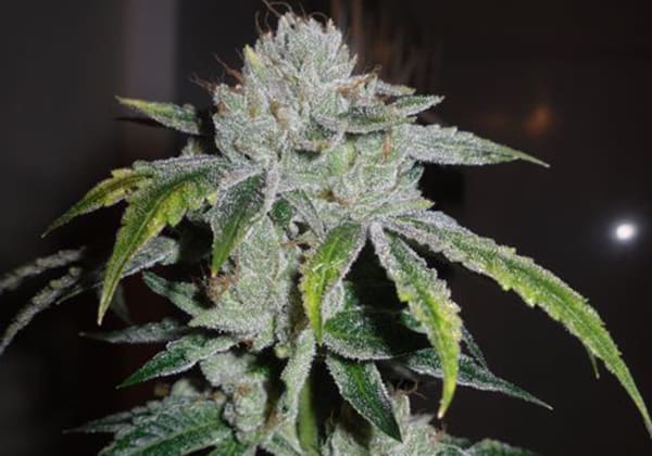 Ghost OG Kush