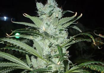 Critical Neville Haze
