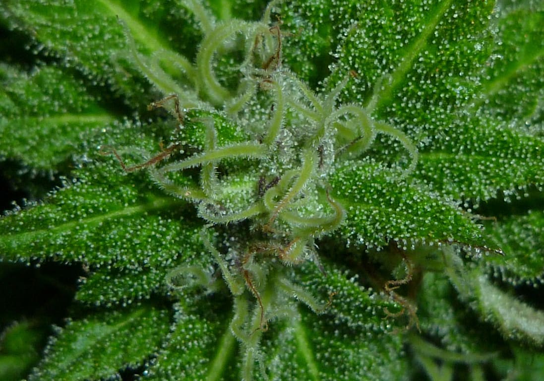 Super Sour OG