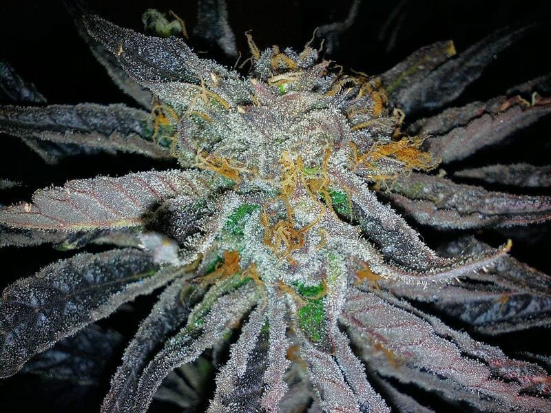 Grape Romulan