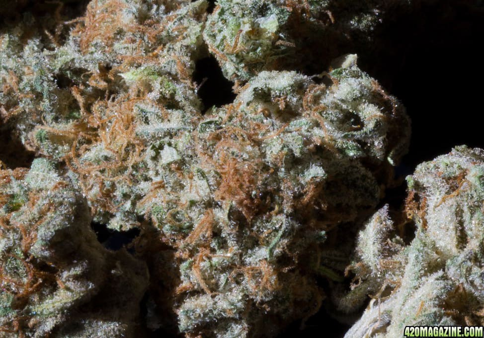 White Urkle