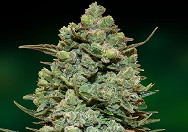 Cookies Kush