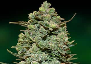 Cookies Kush