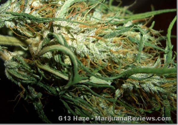 G-13 Haze (BF)