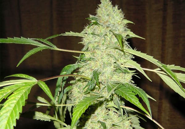 Bubble Gum - Serious Seeds
