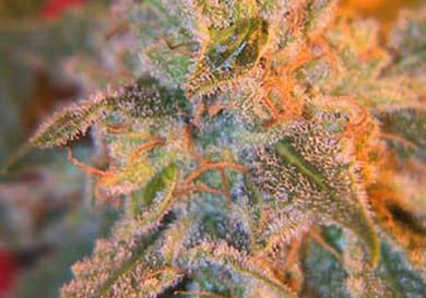 Grapefruit