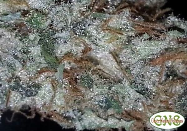 Red Diesel