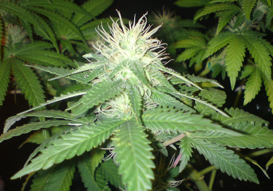 Super Critical