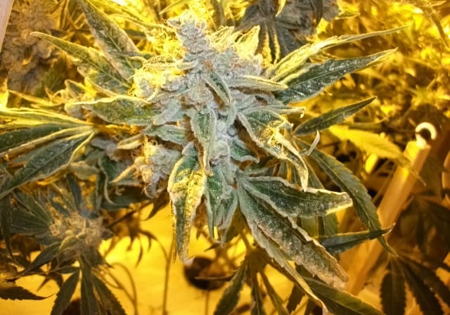 Master Kush (Medman)